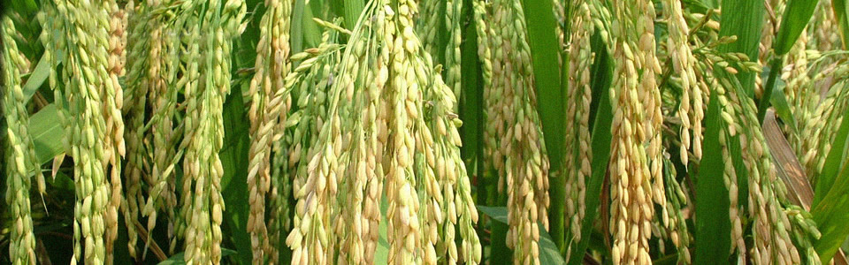 Sichuan Lomon Bio Technology Co., Ltd. Sichuan Lomon Bio Technology Co., Ltd.